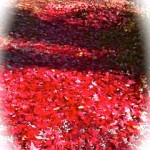 red carpet 3
